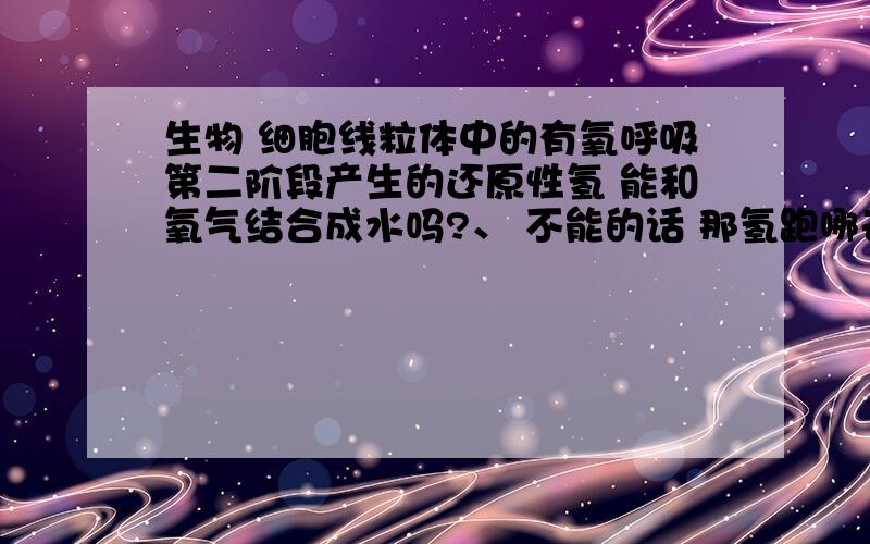 生物 细胞线粒体中的有氧呼吸第二阶段产生的还原性氢 能和氧气结合成水吗?、 不能的话 那氢跑哪去了啊?