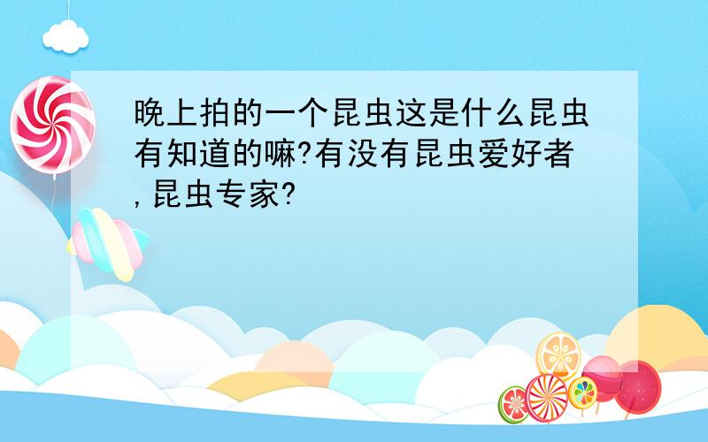 晚上拍的一个昆虫这是什么昆虫有知道的嘛?有没有昆虫爱好者,昆虫专家?