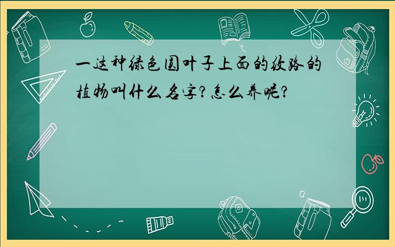 一这种绿色圆叶子上面的纹路的植物叫什么名字?怎么养呢?