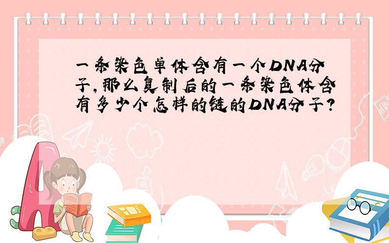 一条染色单体含有一个DNA分子,那么复制后的一条染色体含有多少个怎样的链的DNA分子?