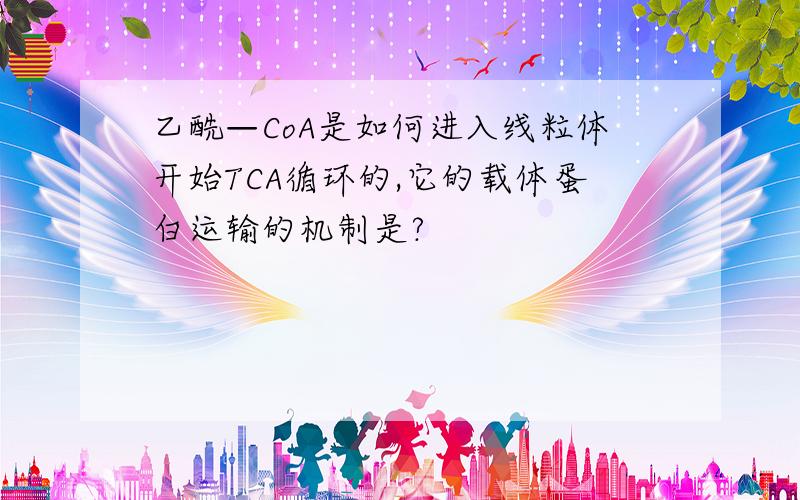 乙酰—CoA是如何进入线粒体开始TCA循环的,它的载体蛋白运输的机制是?