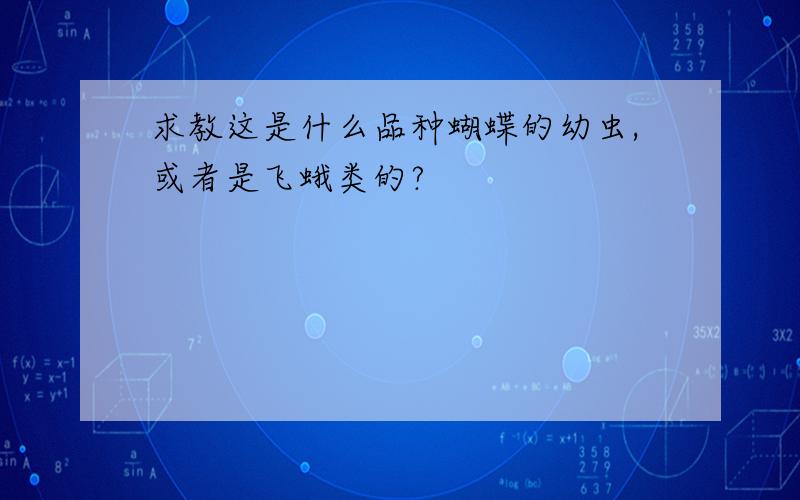 求教这是什么品种蝴蝶的幼虫,或者是飞蛾类的?