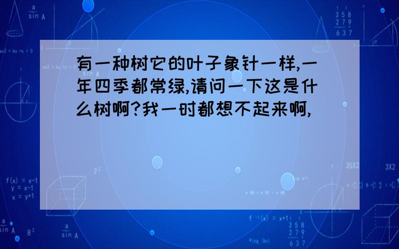 有一种树它的叶子象针一样,一年四季都常绿,请问一下这是什么树啊?我一时都想不起来啊,