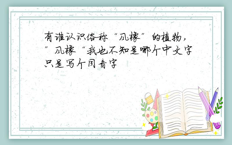 有谁认识俗称“风橡”的植物,”风橡“我也不知是哪个中文字只是写个同音字