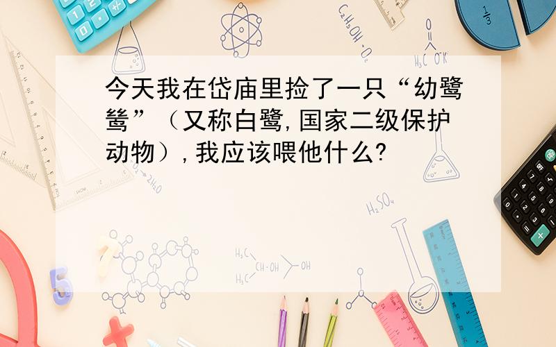 今天我在岱庙里捡了一只“幼鹭鸶”（又称白鹭,国家二级保护动物）,我应该喂他什么?