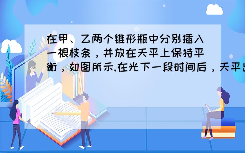 在甲、乙两个锥形瓶中分别插入一根枝条，并放在天平上保持平衡，如图所示.在光下一段时间后，天平出现的变化为（　　）