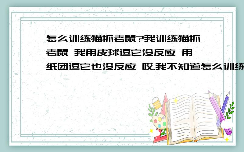 怎么训练猫抓老鼠?我训练猫抓老鼠 我用皮球逗它没反应 用纸团逗它也没反应 哎.我不知道怎么训练它 才三个月大 是一只小黄