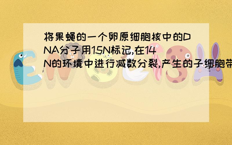 将果蝇的一个卵原细胞核中的DNA分子用15N标记,在14N的环境中进行减数分裂,产生的子细胞带15N标记的比例.