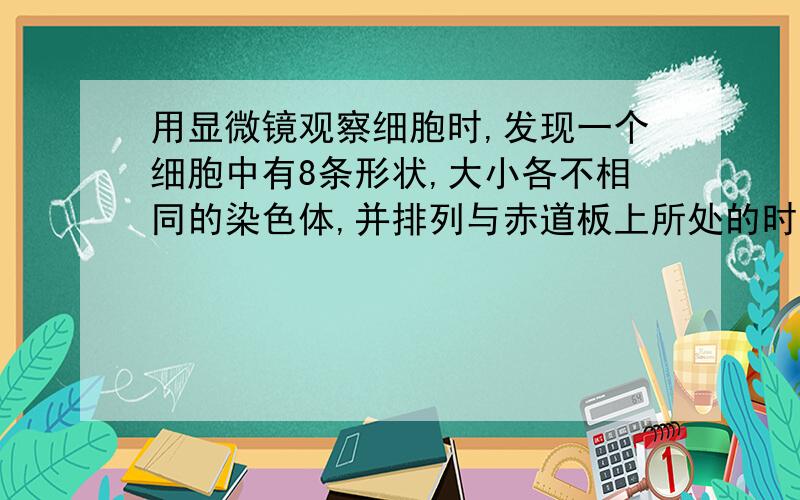 用显微镜观察细胞时,发现一个细胞中有8条形状,大小各不相同的染色体,并排列与赤道板上所处的时期及