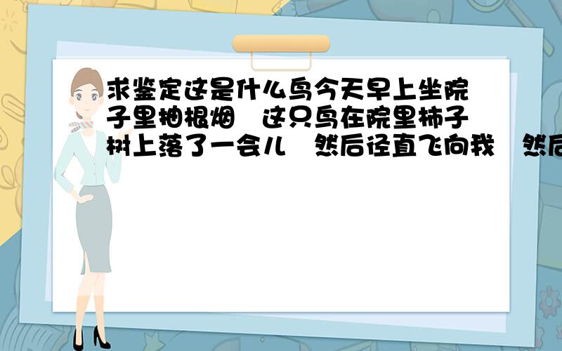 求鉴定这是什么鸟今天早上坐院子里抽根烟　这只鸟在院里柿子树上落了一会儿　然后径直飞向我　然后落我胳膊上了　正好家里有鸟笼