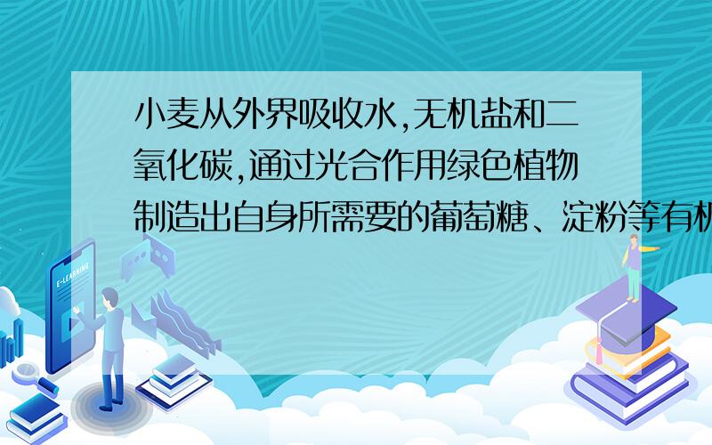 小麦从外界吸收水,无机盐和二氧化碳,通过光合作用绿色植物制造出自身所需要的葡萄糖、淀粉等有机物.