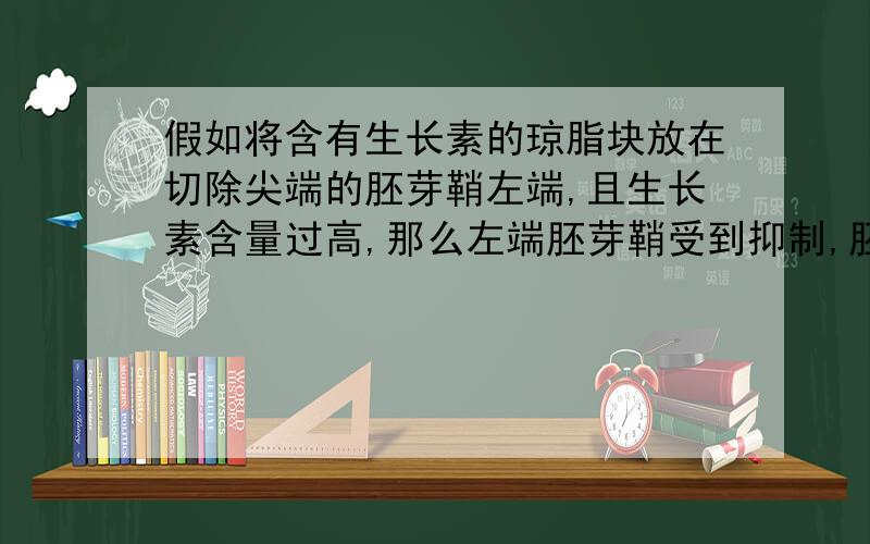 假如将含有生长素的琼脂块放在切除尖端的胚芽鞘左端,且生长素含量过高,那么左端胚芽鞘受到抑制,胚芽鞘会怎么生长?为什么不会