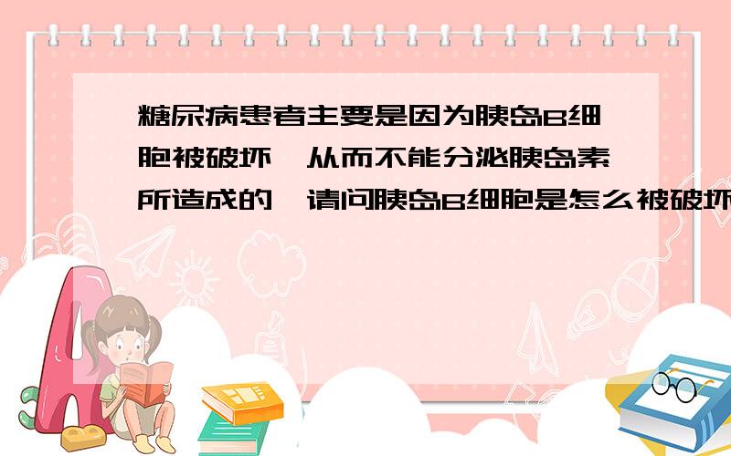 糖尿病患者主要是因为胰岛B细胞被破坏,从而不能分泌胰岛素所造成的,请问胰岛B细胞是怎么被破坏的呢?