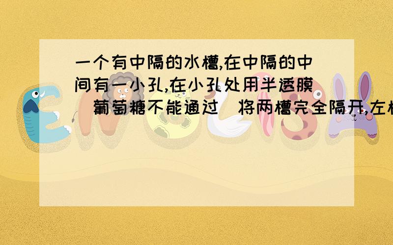 一个有中隔的水槽,在中隔的中间有一小孔,在小孔处用半透膜（葡萄糖不能通过）将两槽完全隔开,左槽中装有麦芽糖溶液,右槽中装