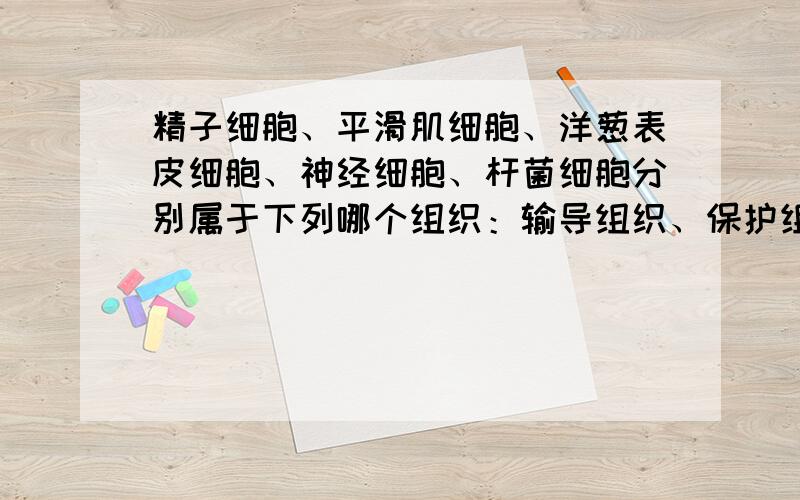 精子细胞、平滑肌细胞、洋葱表皮细胞、神经细胞、杆菌细胞分别属于下列哪个组织：输导组织、保护组织、营养组织、分生组织.