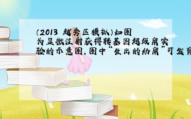 （2013•越秀区模拟）如图为显微注射获得转基因超级鼠实验的示意图，图中“生出的幼鼠”可发育成转基因超级鼠，请根据图回答