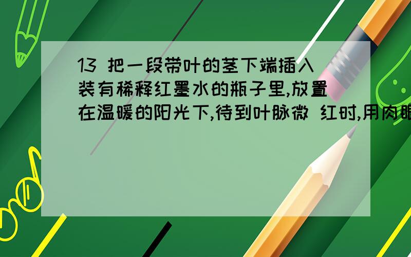 13 把一段带叶的茎下端插入装有稀释红墨水的瓶子里,放置在温暖的阳光下,待到叶脉微 红时,用肉眼观察茎