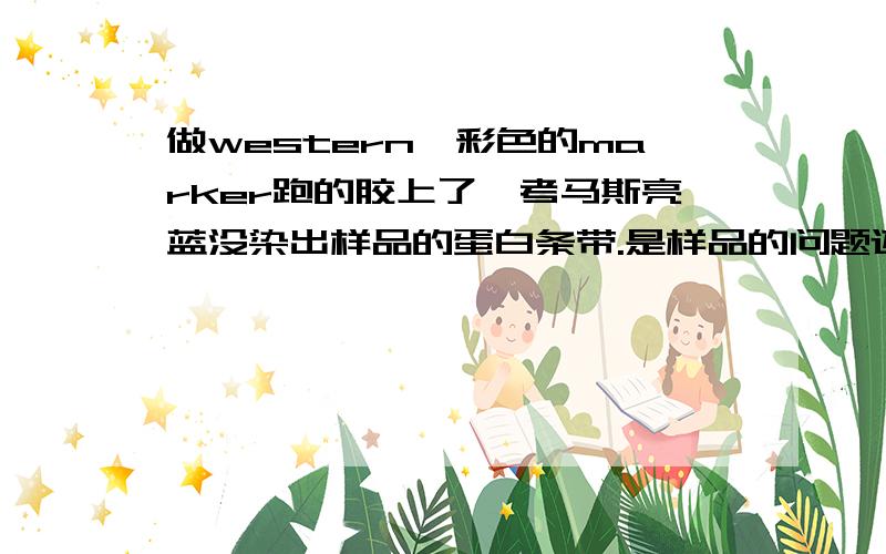 做western,彩色的marker跑的胶上了,考马斯亮蓝没染出样品的蛋白条带.是样品的问题还是胶有问题?