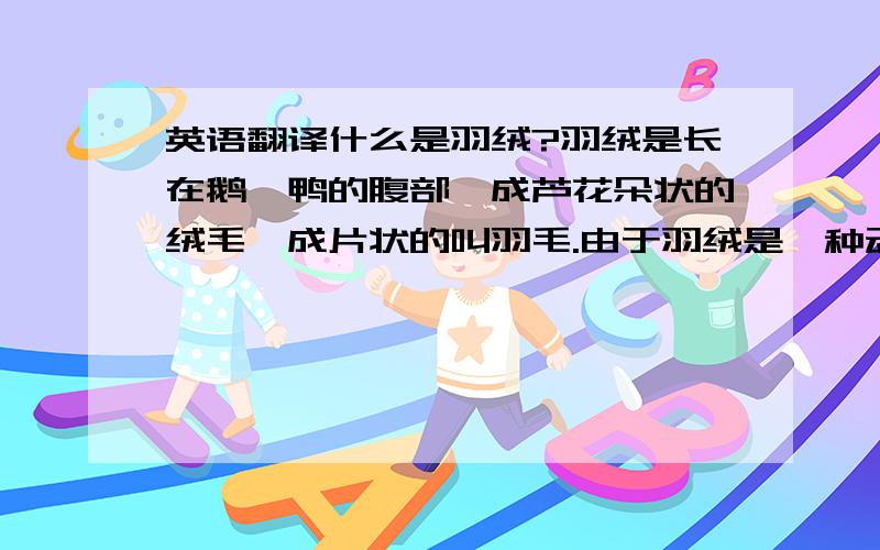 英语翻译什么是羽绒?羽绒是长在鹅、鸭的腹部,成芦花朵状的绒毛,成片状的叫羽毛.由于羽绒是一种动物性蛋白质纤维,比棉花(植