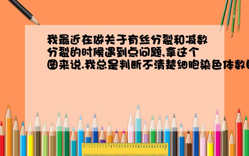 我最近在做关于有丝分裂和减数分裂的时候遇到点问题,拿这个图来说.我总是判断不清楚细胞染色体数目,DNA分子数,每个子细胞