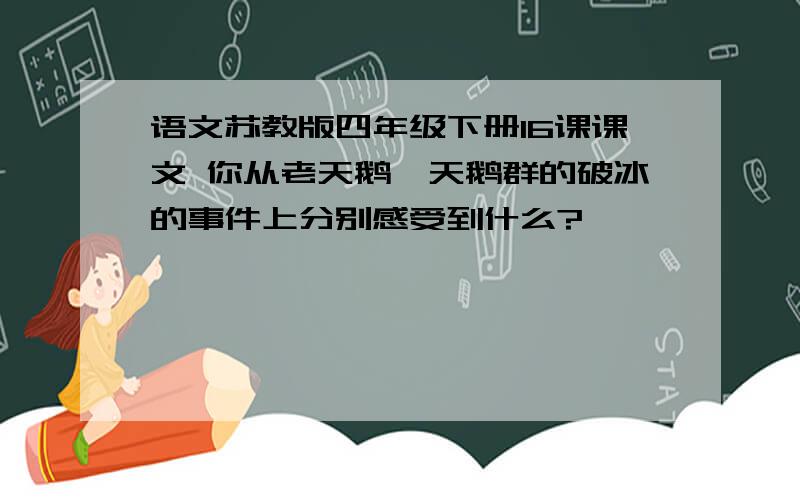 语文苏教版四年级下册16课课文 你从老天鹅,天鹅群的破冰的事件上分别感受到什么?