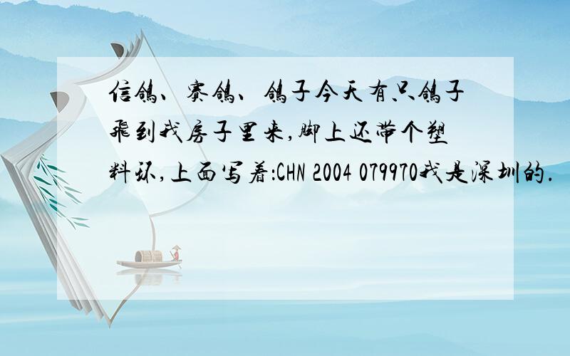 信鸽、赛鸽、鸽子今天有只鸽子飞到我房子里来,脚上还带个塑料环,上面写着：CHN 2004 079970我是深圳的.