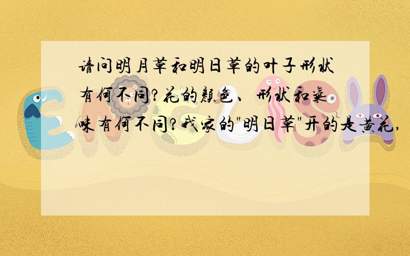 请问明月草和明日草的叶子形状有何不同?花的颜色、形状和气味有何不同?我家的