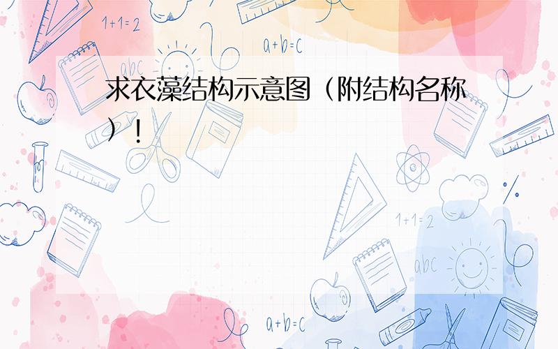 求衣藻结构示意图（附结构名称）!