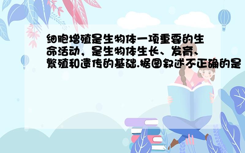 细胞增殖是生物体一项重要的生命活动，是生物体生长、发育、繁殖和遗传的基础.据图叙述不正确的是（　　）