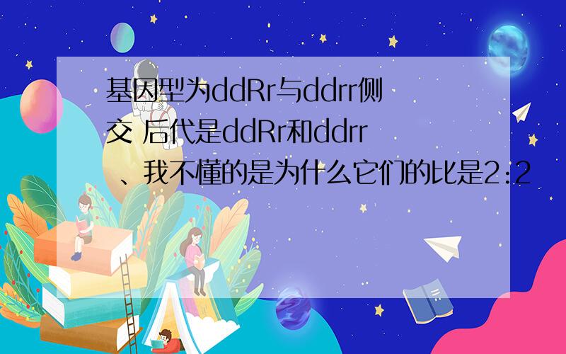 基因型为ddRr与ddrr侧交 后代是ddRr和ddrr 、我不懂的是为什么它们的比是2:2