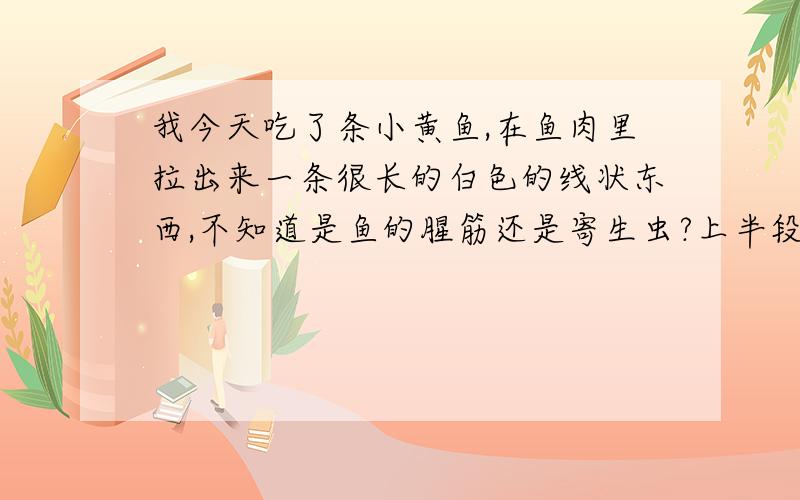 我今天吃了条小黄鱼,在鱼肉里拉出来一条很长的白色的线状东西,不知道是鱼的腥筋还是寄生虫?上半段拉出一条,下半段也拉出一条