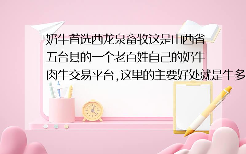 奶牛首选西龙泉畜牧这是山西省五台县的一个老百姓自己的奶牛肉牛交易平台,这里的主要好处就是牛多品种好