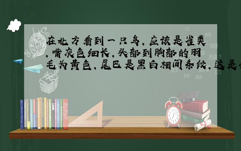 在北方看到一只鸟,应该是雀类,嘴灰色细长,头部到胸部的羽毛为黄色,尾巴是黑白相间条纹,这是什么鸟?