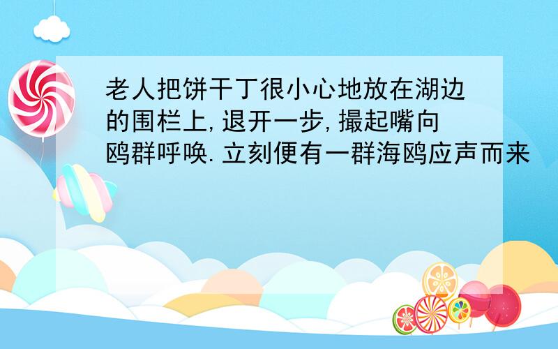 老人把饼干丁很小心地放在湖边的围栏上,退开一步,撮起嘴向鸥群呼唤.立刻便有一群海鸥应声而来