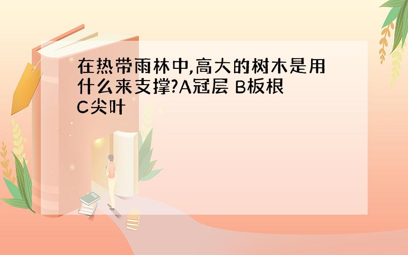 在热带雨林中,高大的树木是用什么来支撑?A冠层 B板根 C尖叶