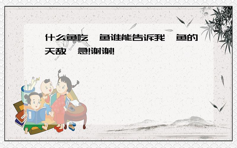 什么鱼吃鳗鱼谁能告诉我鳗鱼的天敌,急!谢谢!