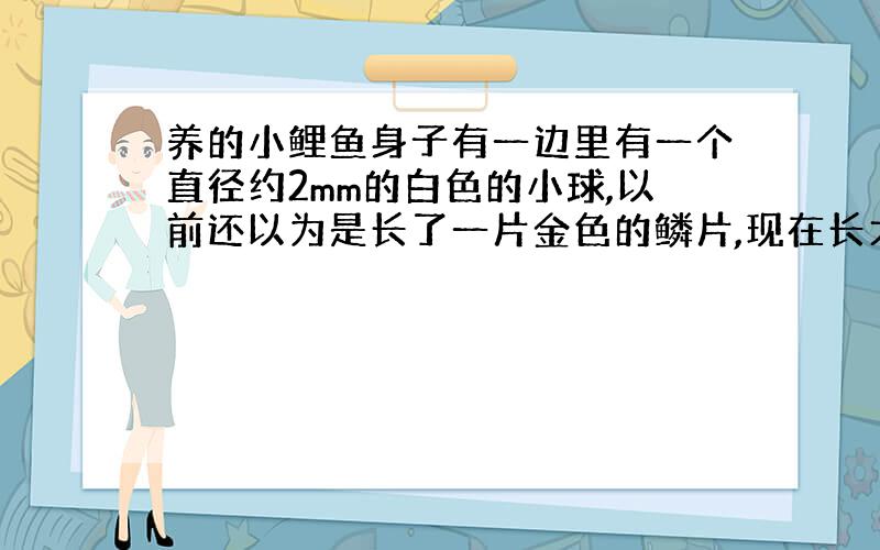 养的小鲤鱼身子有一边里有一个直径约2mm的白色的小球,以前还以为是长了一片金色的鳞片,现在长大了,有点像寄生的圆形小虫卵