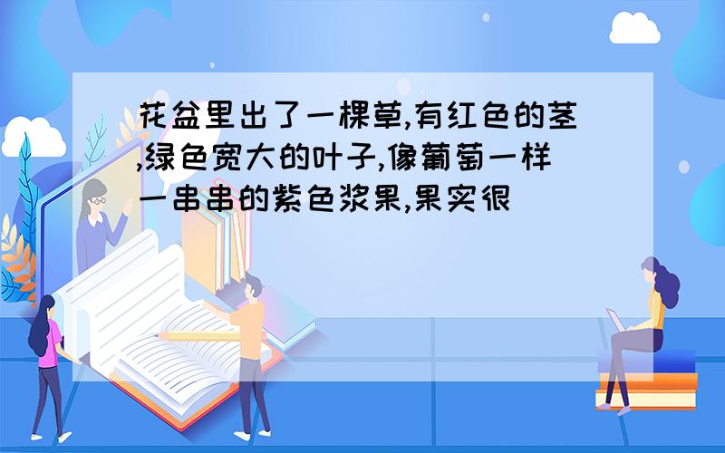 花盆里出了一棵草,有红色的茎,绿色宽大的叶子,像葡萄一样一串串的紫色浆果,果实很