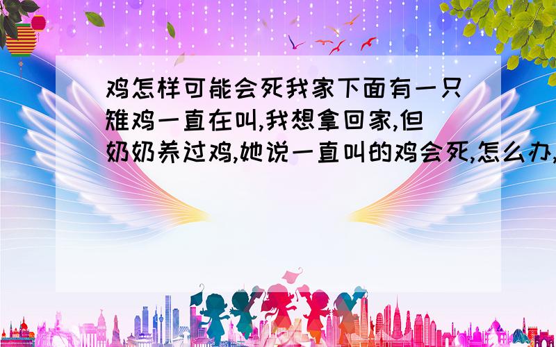 鸡怎样可能会死我家下面有一只雉鸡一直在叫,我想拿回家,但奶奶养过鸡,她说一直叫的鸡会死,怎么办,那只鸡会吃米.只有它一只