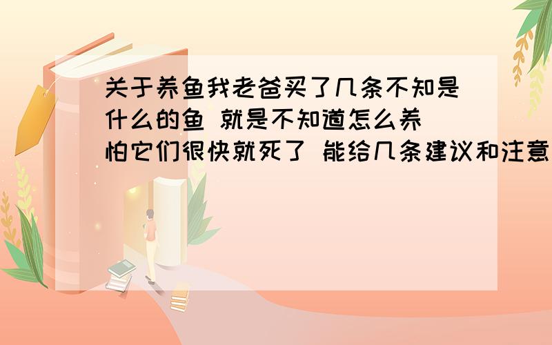 关于养鱼我老爸买了几条不知是什么的鱼 就是不知道怎么养 怕它们很快就死了 能给几条建议和注意事项吗 顺便说明这是什么鱼吧