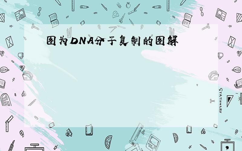 图为DNA分子复制的图解