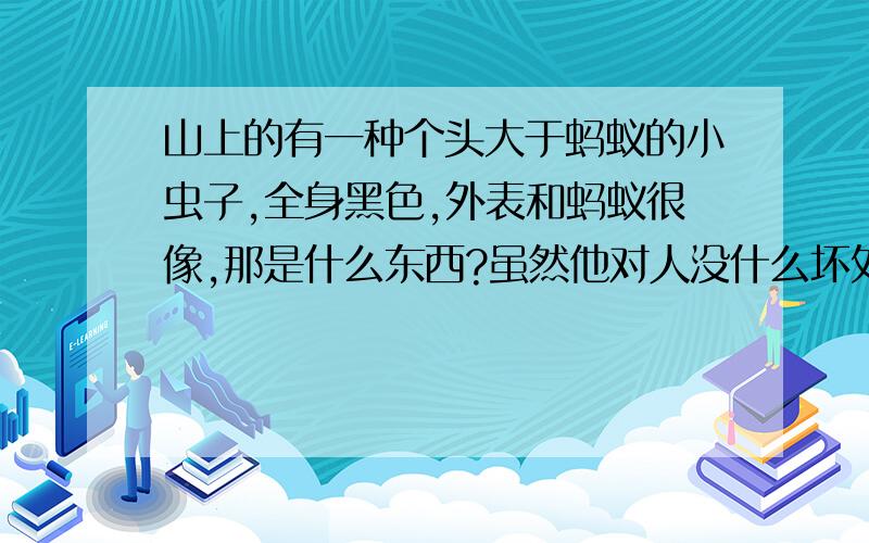 山上的有一种个头大于蚂蚁的小虫子,全身黑色,外表和蚂蚁很像,那是什么东西?虽然他对人没什么坏处,但是我还上想问问.