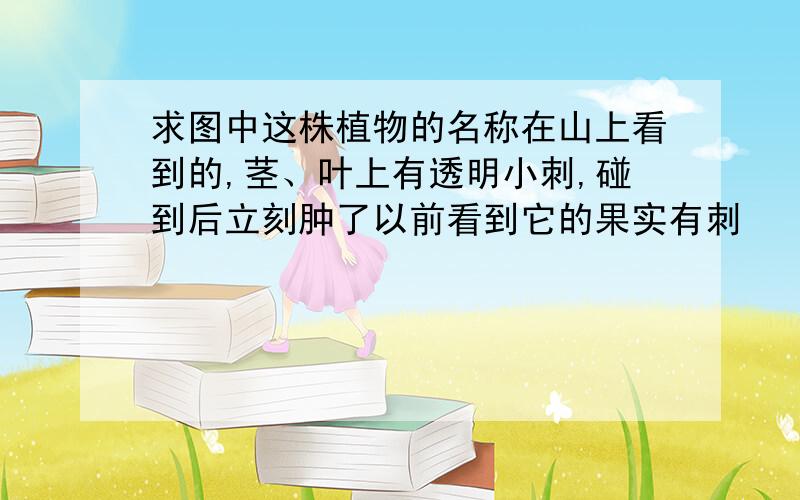 求图中这株植物的名称在山上看到的,茎、叶上有透明小刺,碰到后立刻肿了以前看到它的果实有刺