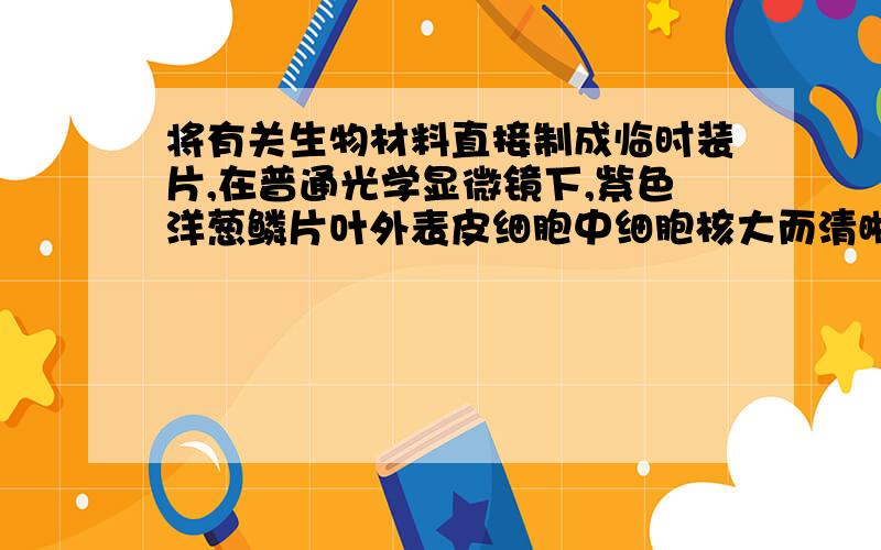 将有关生物材料直接制成临时装片,在普通光学显微镜下,紫色洋葱鳞片叶外表皮细胞中细胞核大而清晰可见吗?