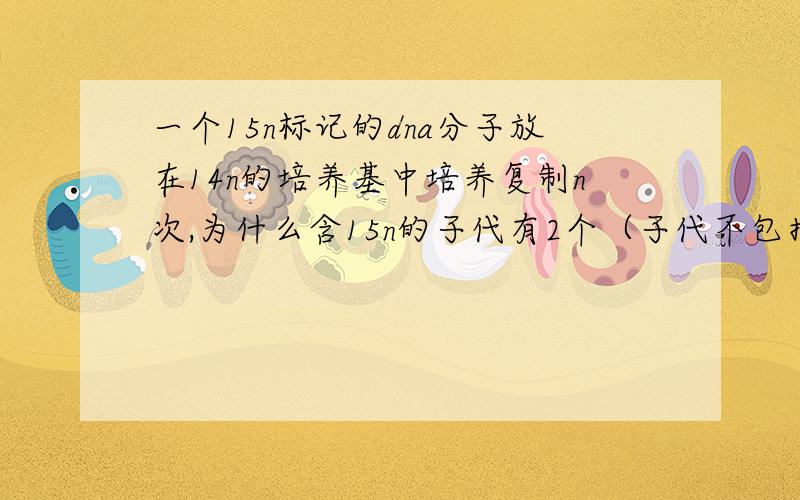 一个15n标记的dna分子放在14n的培养基中培养复制n次,为什么含15n的子代有2个（子代不包括放进培养基的那个吧?）