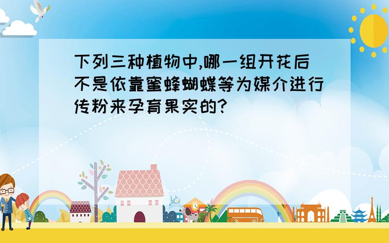 下列三种植物中,哪一组开花后不是依靠蜜蜂蝴蝶等为媒介进行传粉来孕育果实的?（ ）