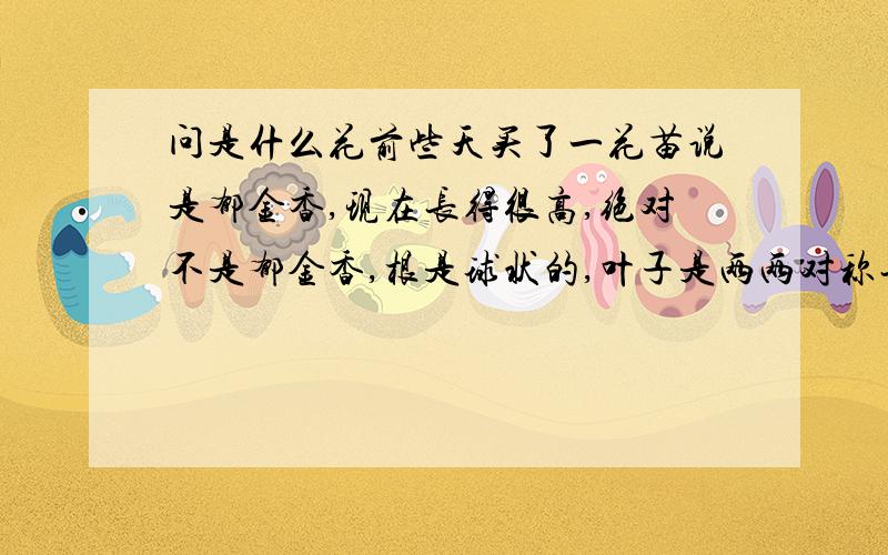 问是什么花前些天买了一花苗说是郁金香,现在长得很高,绝对不是郁金香,根是球状的,叶子是两两对称长的,像玉米叶子那种搭拉下