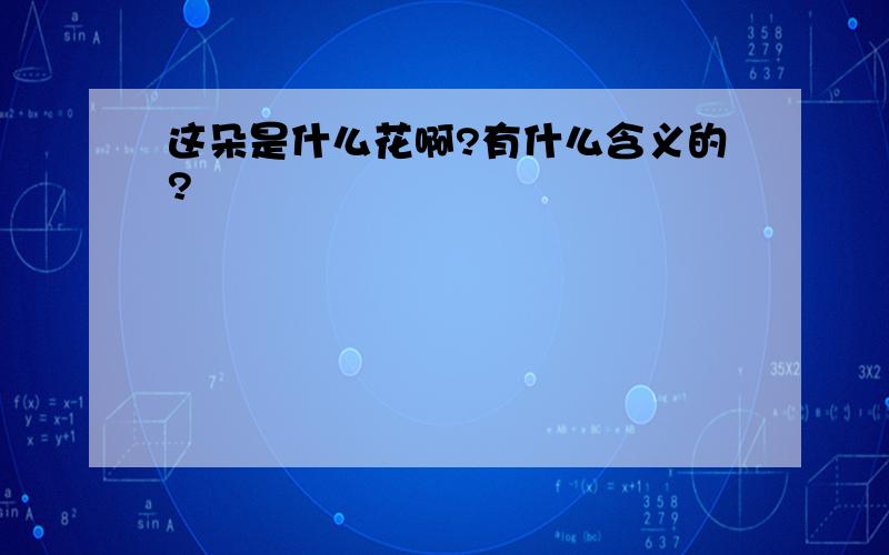 这朵是什么花啊?有什么含义的?