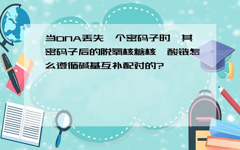 当DNA丢失一个密码子时,其密码子后的脱氧核糖核苷酸链怎么遵循碱基互补配对的?