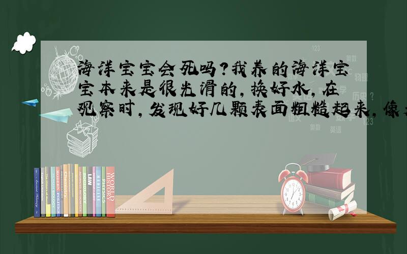 海洋宝宝会死吗?我养的海洋宝宝本来是很光滑的,换好水,在观察时,发现好几颗表面粗糙起来,像是要糊掉,是不是要“死”了?把